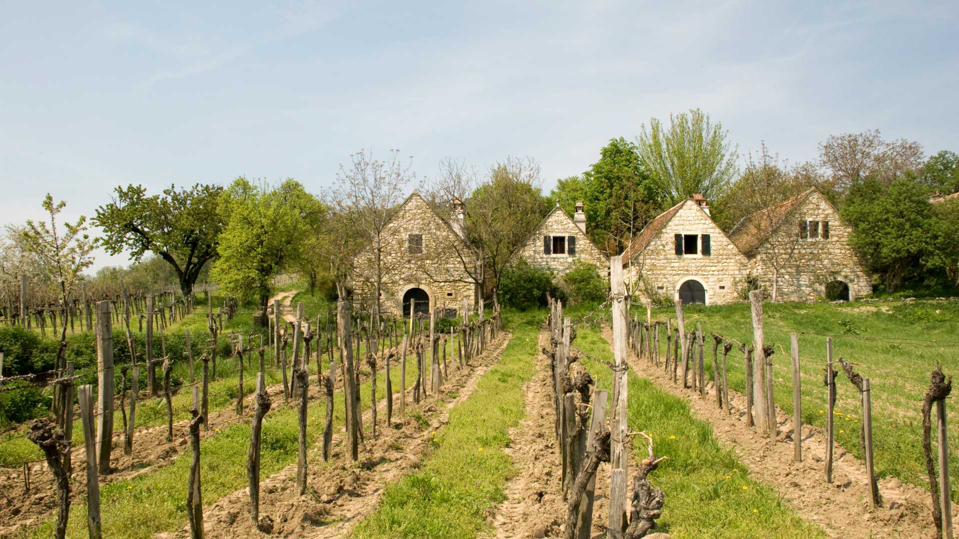 Wijnkelderhuisjes tussen wijngaarden in Burgenland, Oostenrijk.