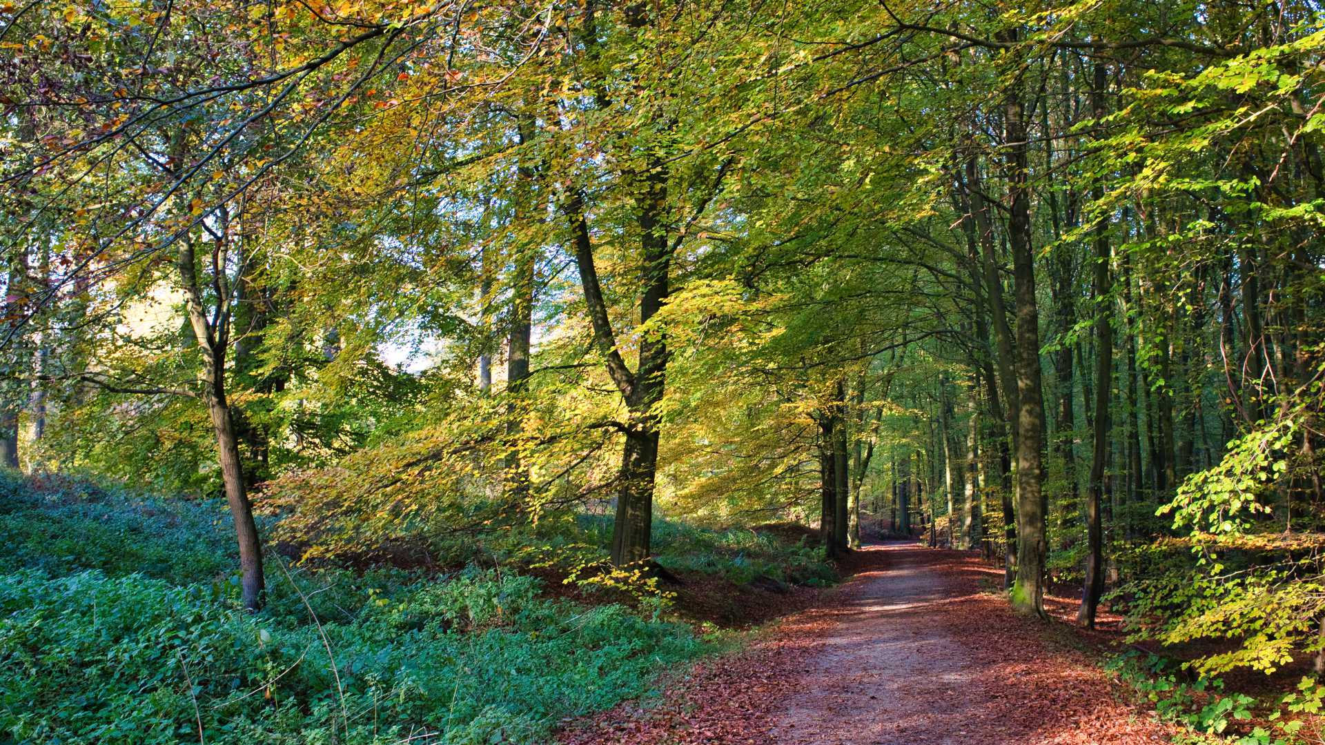 Sunlit pathway winds through the vibrant foliage of Sonian Forest, Brussels.