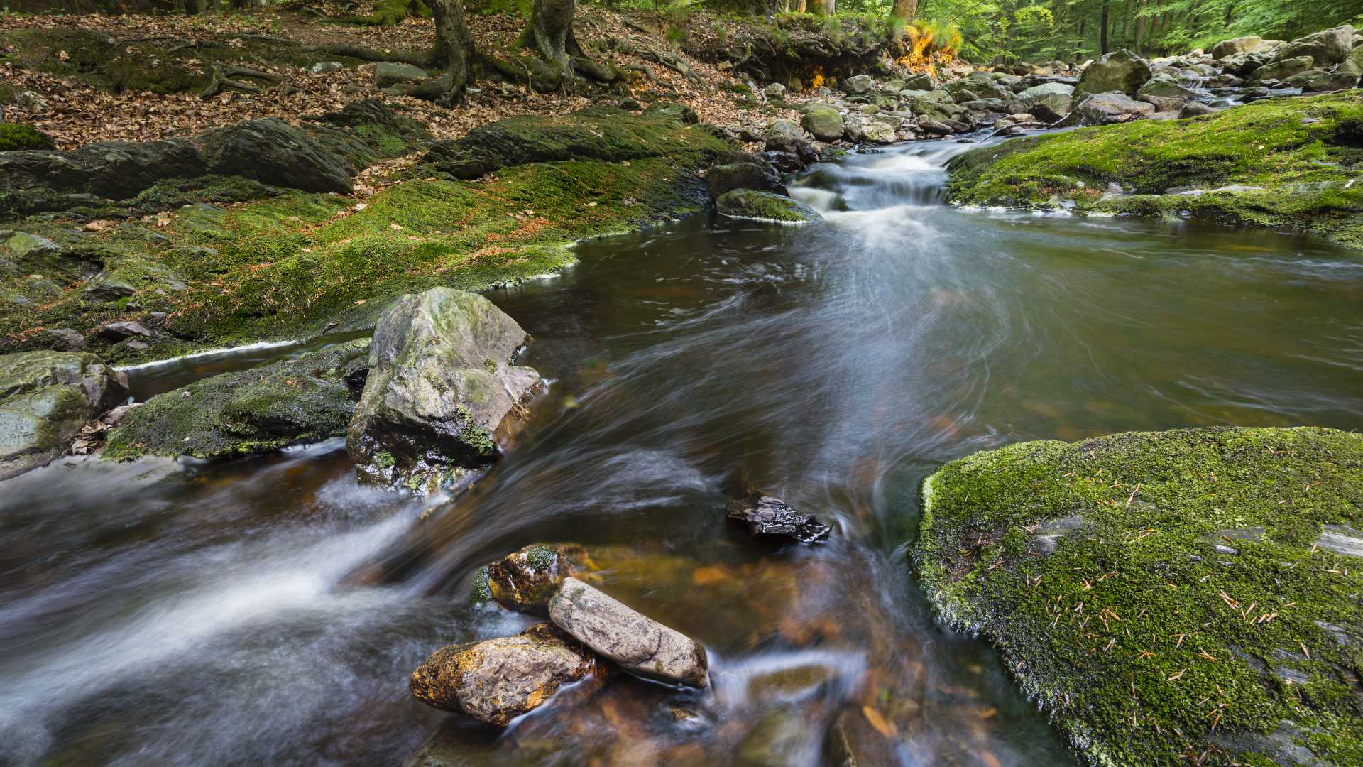 A serene mountain stream flows through mossy rocks and lush green forest in the High Fens, Ardennes, Belgium.