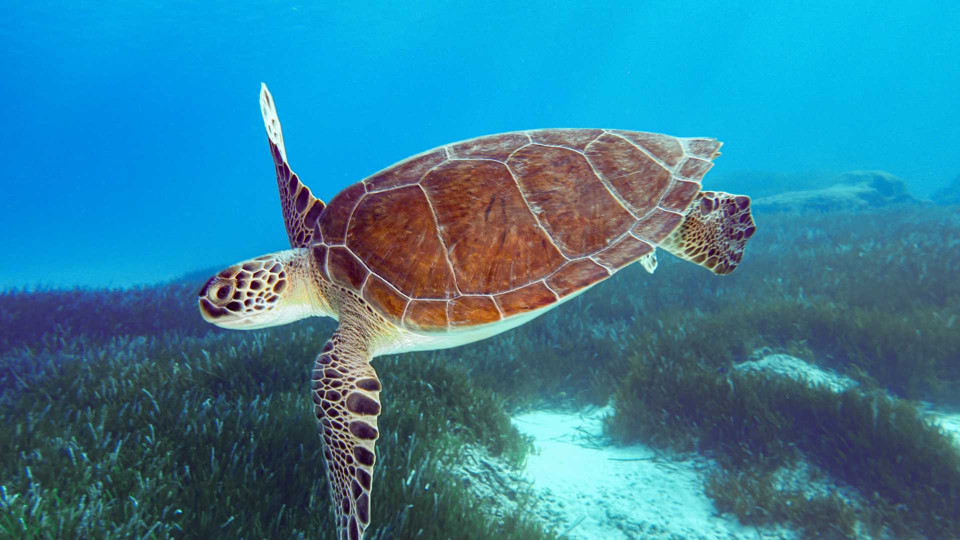A green sea turtle glides gracefully through the clear turquoise waters of Cyprus, surrounded by seagrass.