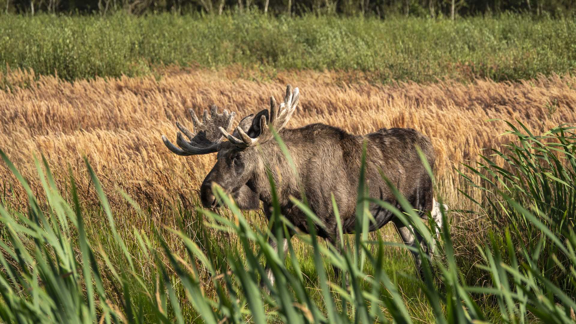 덴마크의 고요한 야생, 릴레 빌드모스의 키 큰 풀들 사이에서 인상적인 뿔을 가진 무스.