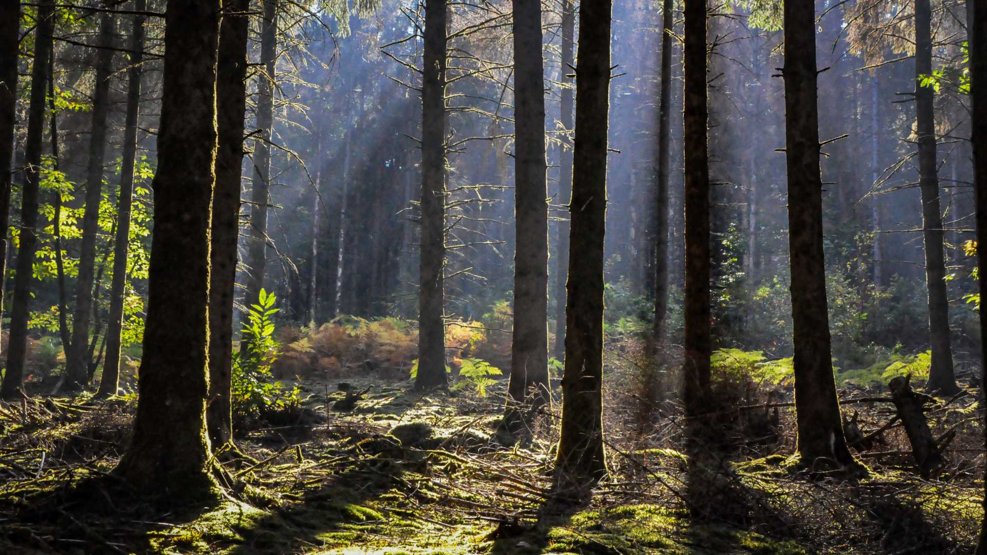 Zonlicht filtert door hoge bomen in het Morvan-bos, Frankrijk, waardoor lange schaduwen en een etherische sfeer ontstaan.
