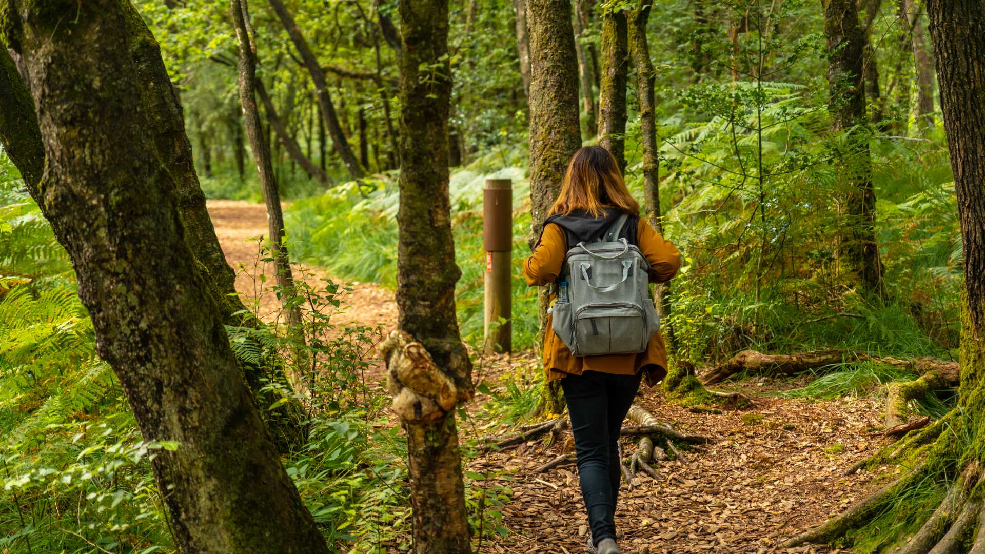 A woman hikes through the Broceliande forest in Brittany, France, surrounded by lush greenery and ancient trees.