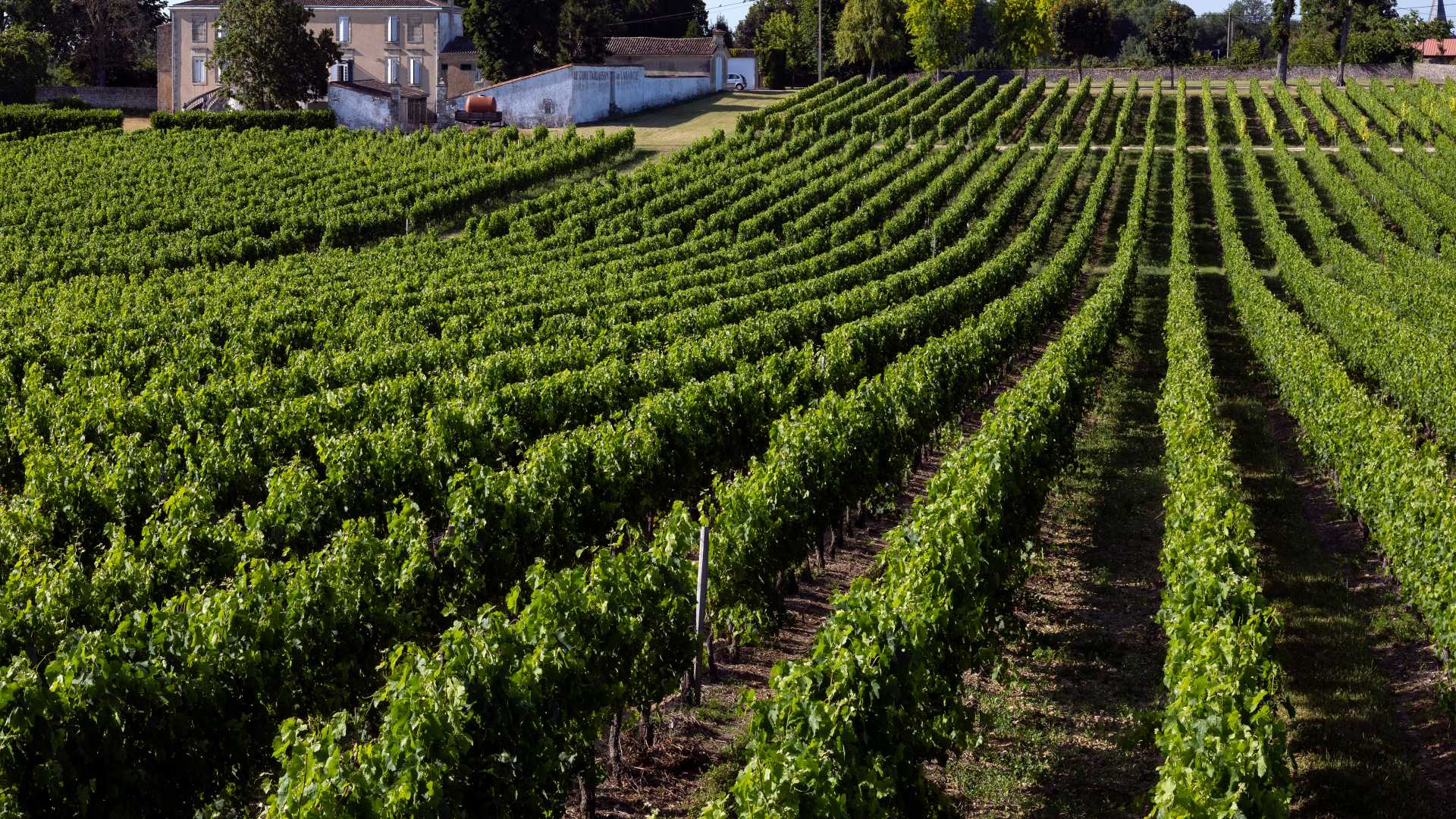 Green vines stretch across a vineyard in the Dordogne region of France.