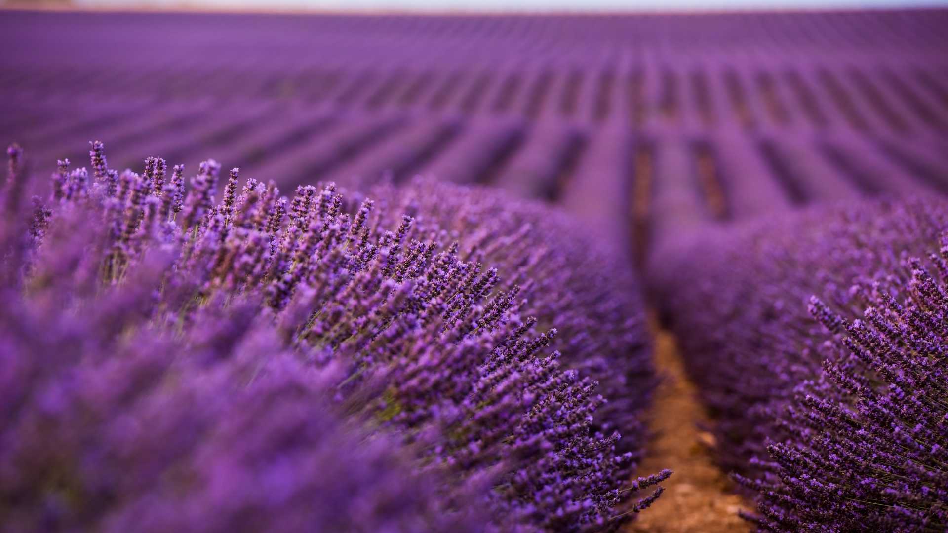 Endless rows of vibrant lavender in full bloom create a mesmerizing, fragrant landscape in Provence.