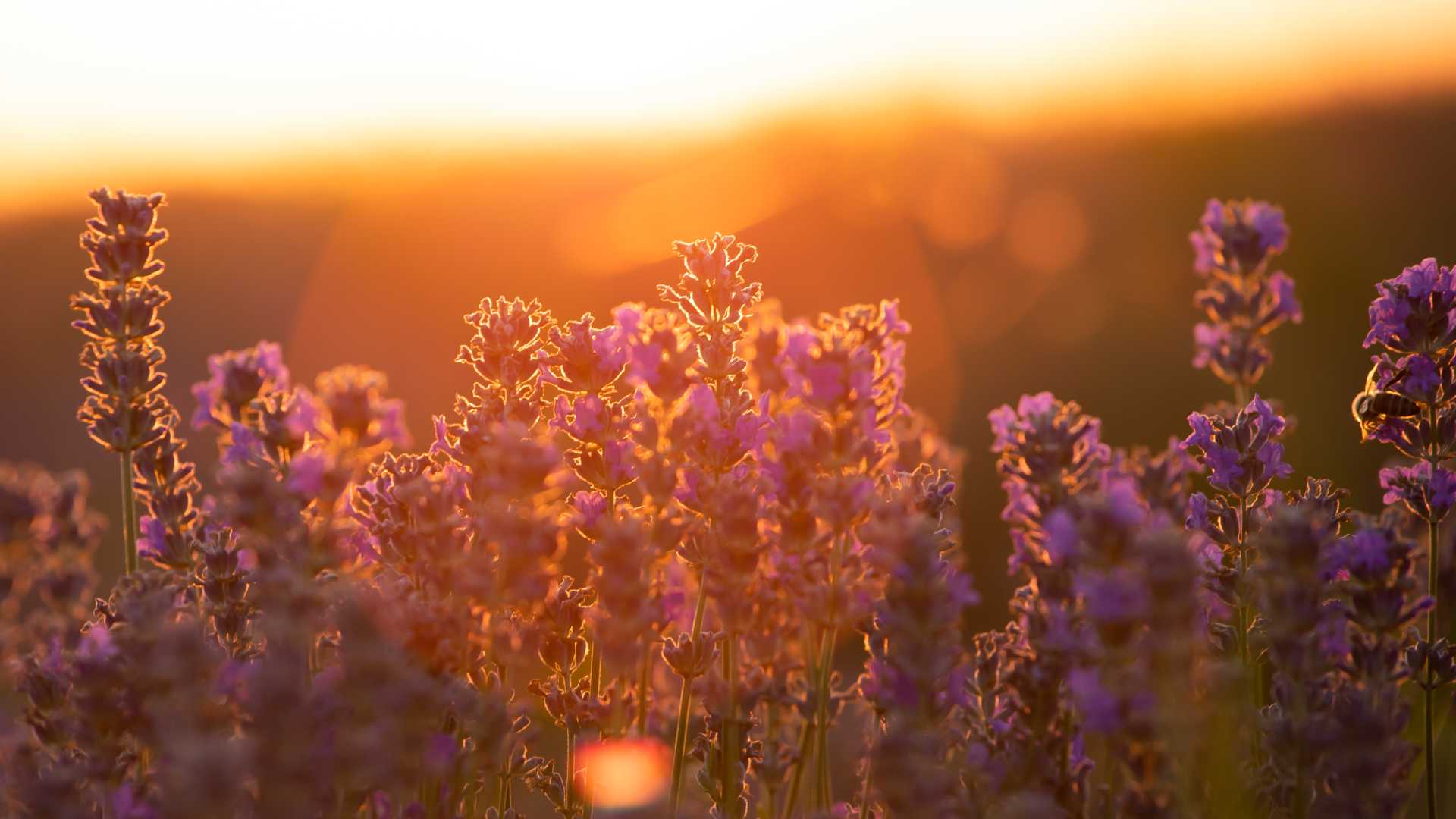 Fleurs de lavande en Provence sous un coucher de soleil doré.