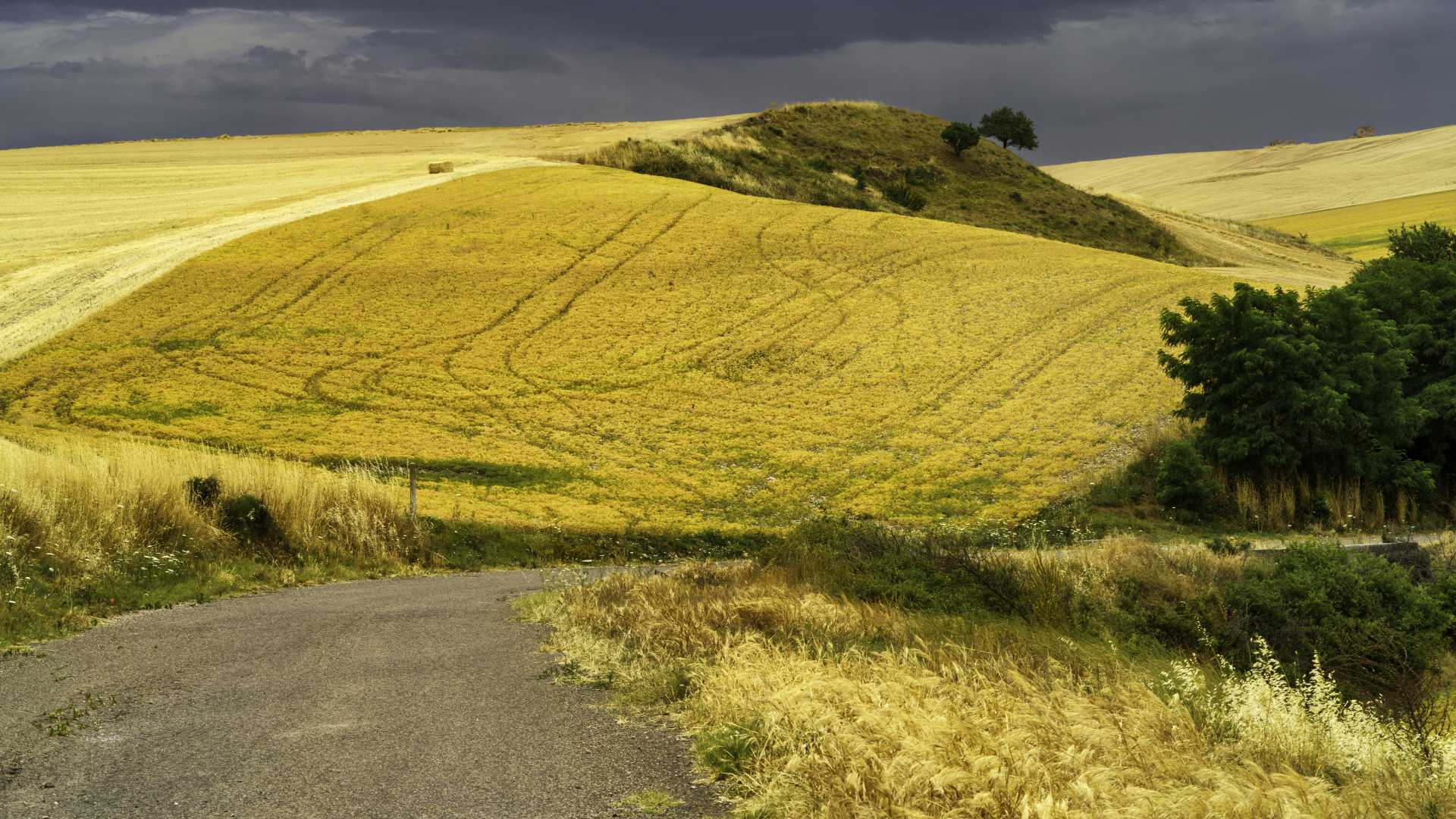 Rolling golden fields under a dramatic sky in Basilicata, Italy.