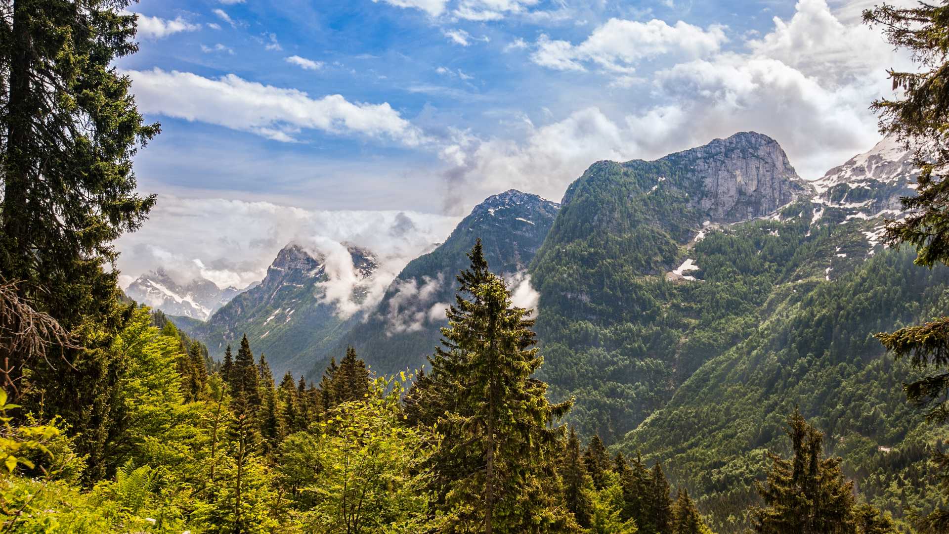 Lush green forests frame the majestic peaks of the Italian Alps under a vibrant blue sky in Friuli Venezia Giulia.