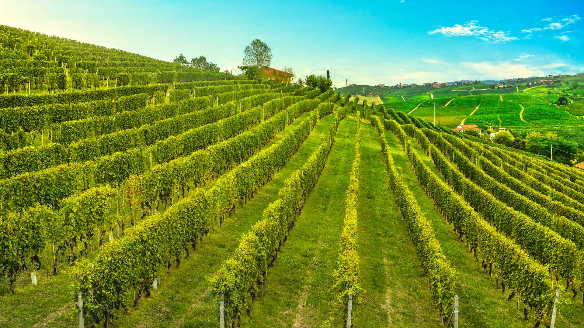 Terraced vineyards in Barolo, Piedmont, under a bright sky.