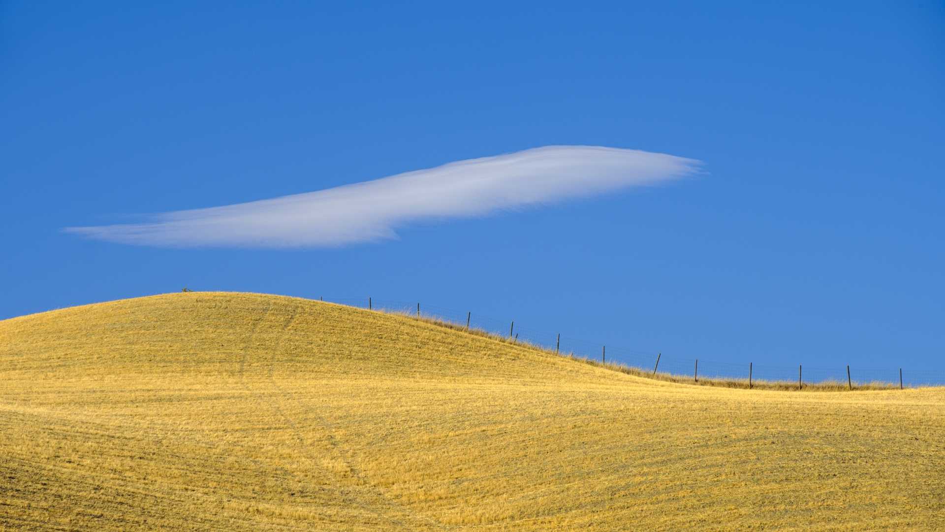 Gouden glooiende heuvels onder een heldere blauwe lucht met een enkele wolk bij Asciano, Toscane.