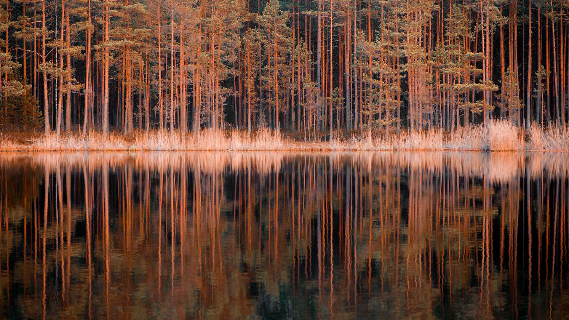Hoge dennenbomen en gouden riet weerspiegelen perfect in het kalme water van het meer en creëren een serene bosscène in Letland.