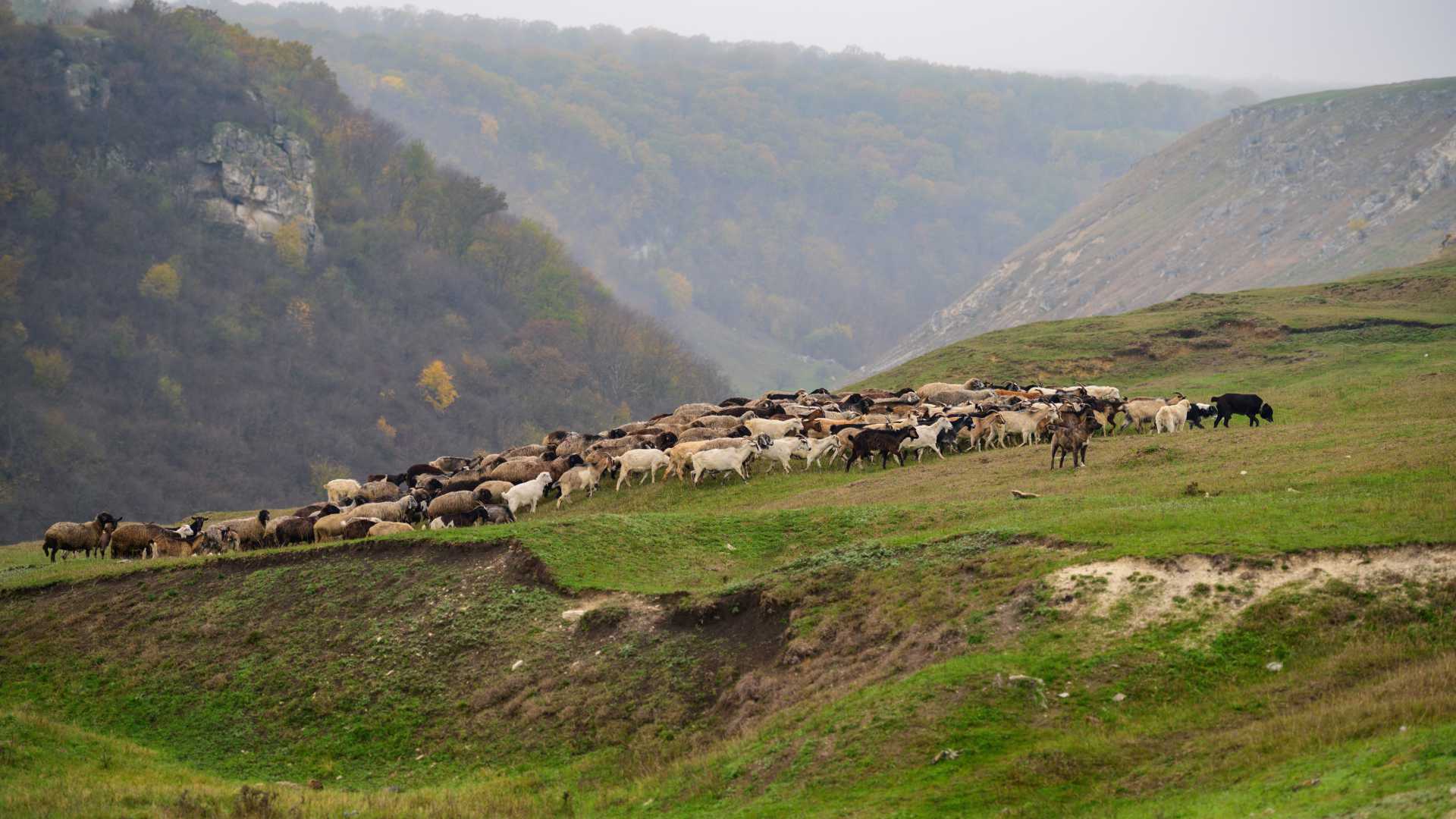 안개가 자욱한 숲을 배경으로 몰도바 볼로데니 마을 근처 푸른 언덕에서 평화롭게 풀을 뜯고 있는 많은 양 떼.