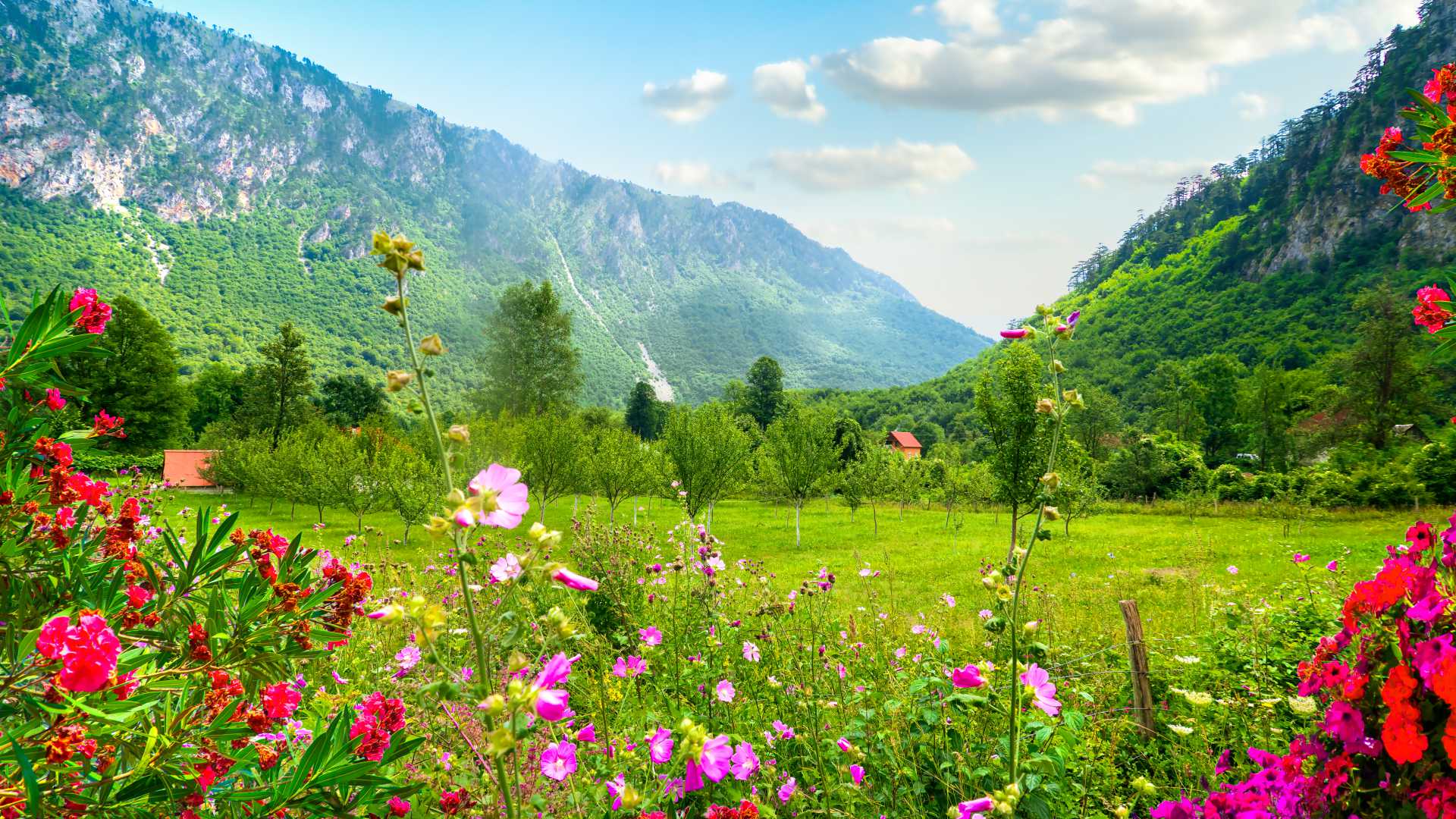 Vallée luxuriante dans le parc national de Durmitor, au Monténégro, illuminée par des fleurs sauvages éclatantes sous d'imposantes montagnes verdoyantes et un ciel bleu clair.