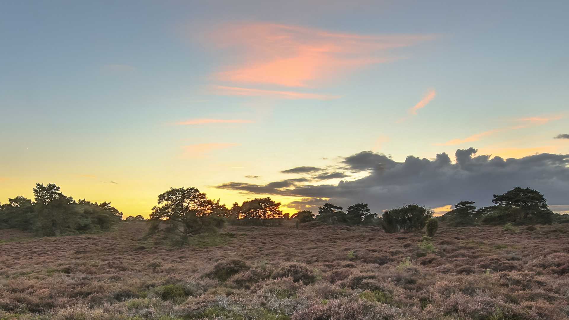Een schilderachtige zonsondergang boven de heide in Drenthe, Nederland, met bloeiende heide.
