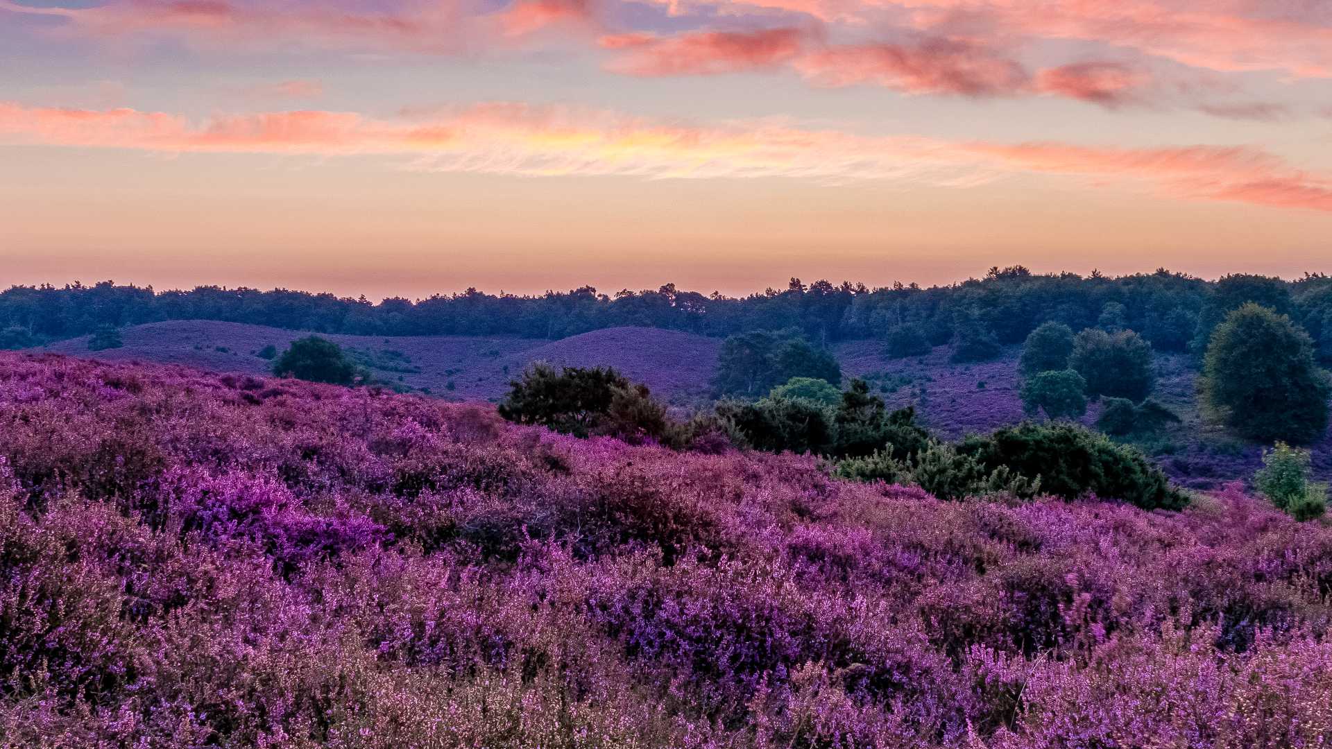 Levendige paarse heide bloeit onder een pastelkleurige hemel in Nationaal Park Posbank Veluwe, Nederland.