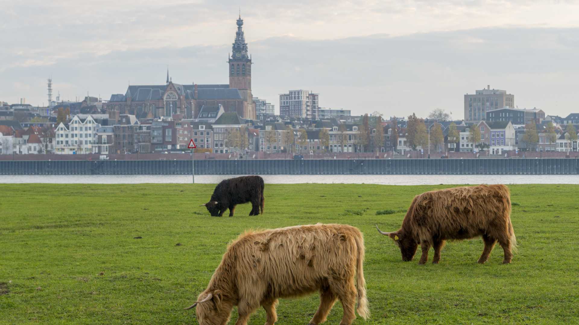 Schotse Hooglanders grazen in een groen veld met de skyline van Nijmegen en de St. Stevenskerk op de achtergrond.