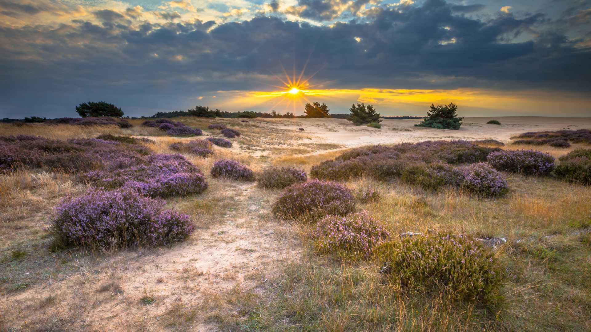 Zonsondergang over de Veluwse heide met bloeiende heide in Nationaal Park Hoge Veluwe, waardoor een warme gouden gloed ontstaat.