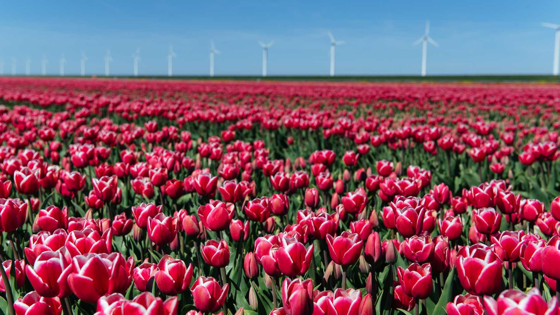 Vibrant tulip fields in the Netherlands under a clear blue sky, with wind turbines in the distance.