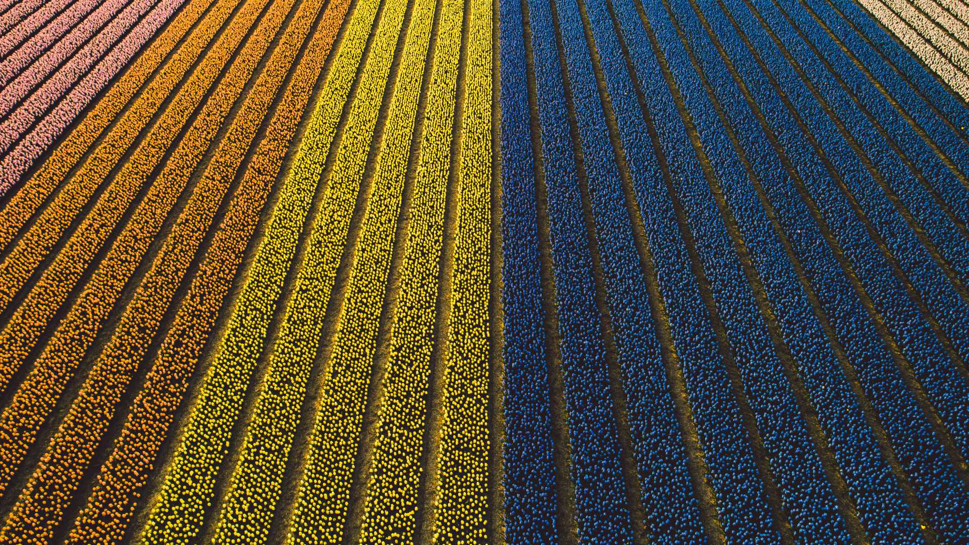 Vibrant hyacinth fields in full bloom, Netherlands.