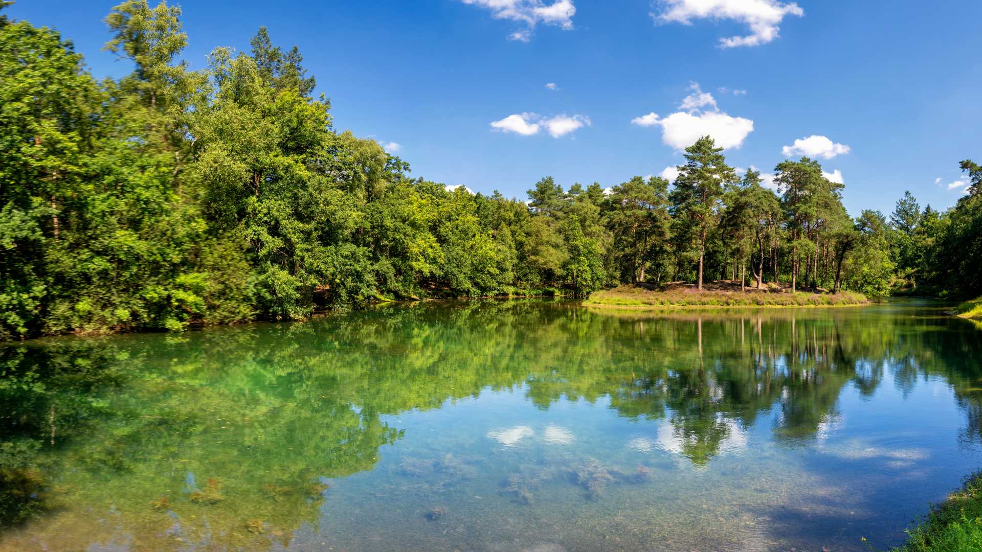 Tranquil Lake Bosvijver reflecting the surrounding trees in Heidestein Nature Reserve, Netherlands.