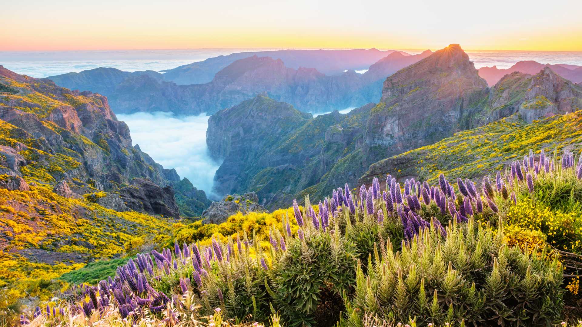Pico do Arieiro mountain vista over clouds with Pride of Madeira flowers and blooming Cytisus shrubs after sunset, Madeira, Portugal