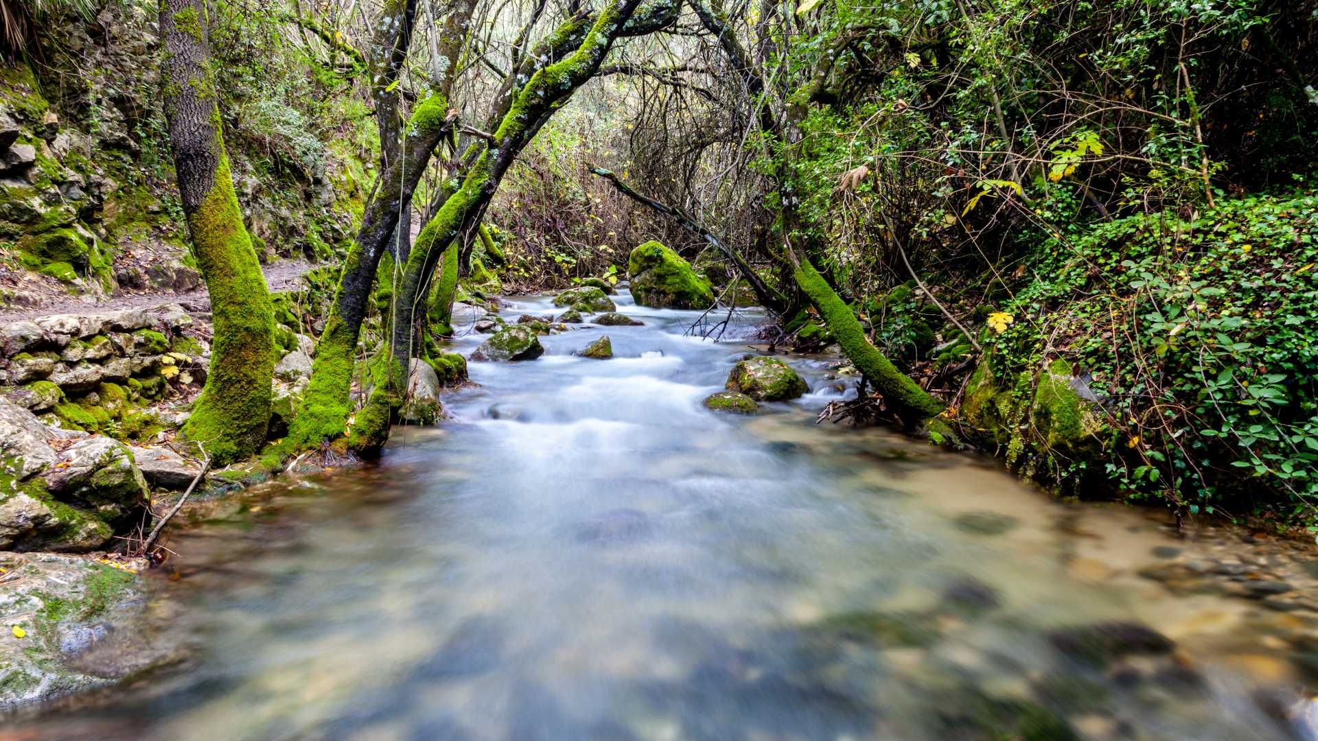 Una corriente tranquila fluye a través de un exuberante bosque cubierto de musgo en Cádiz, España.