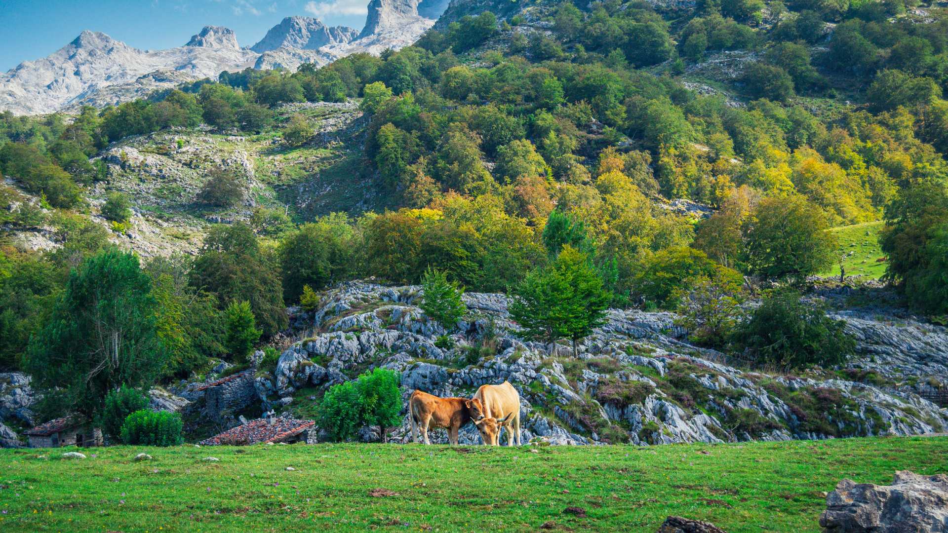 Koeien grazen in een weelderige, groene weide met glooiende heuvels en rotsachtige bergen in Asturië, Spanje.