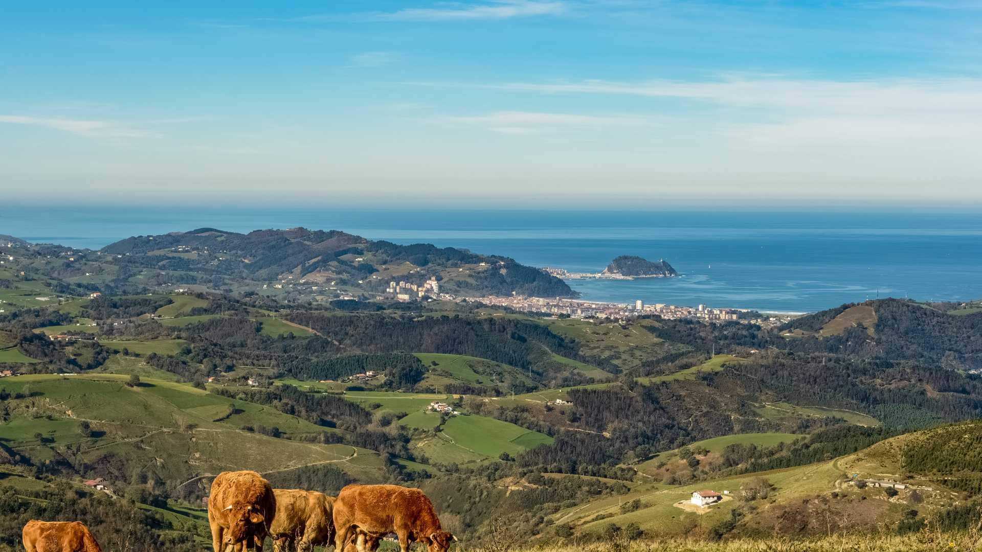 奶牛在俯瞰巴斯克海岸线和农舍的绿色小山上吃草，远处可以看到格塔里亚。