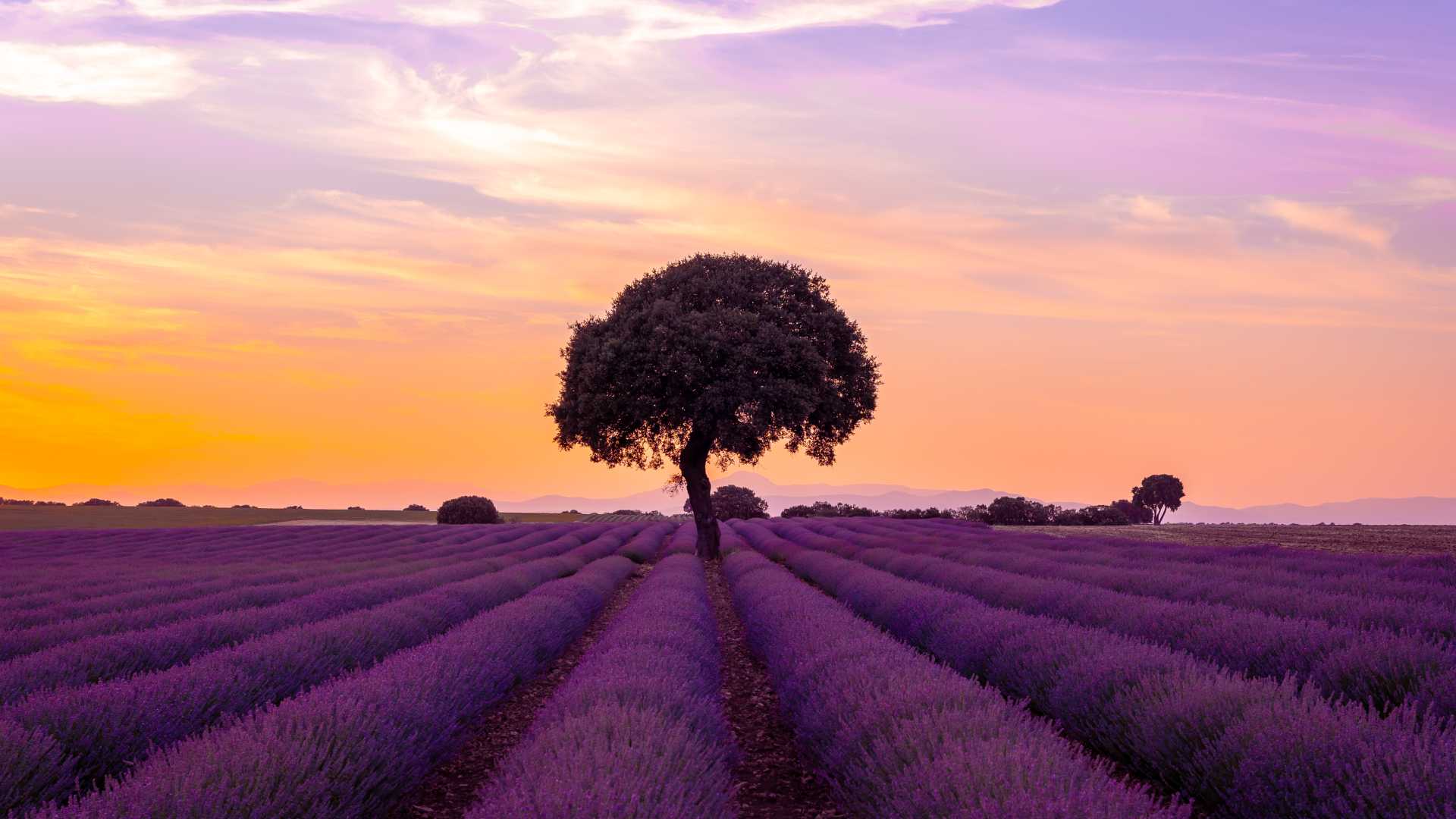 Lavender fields at sunset in Brihuega, Guadalajara, Spain.