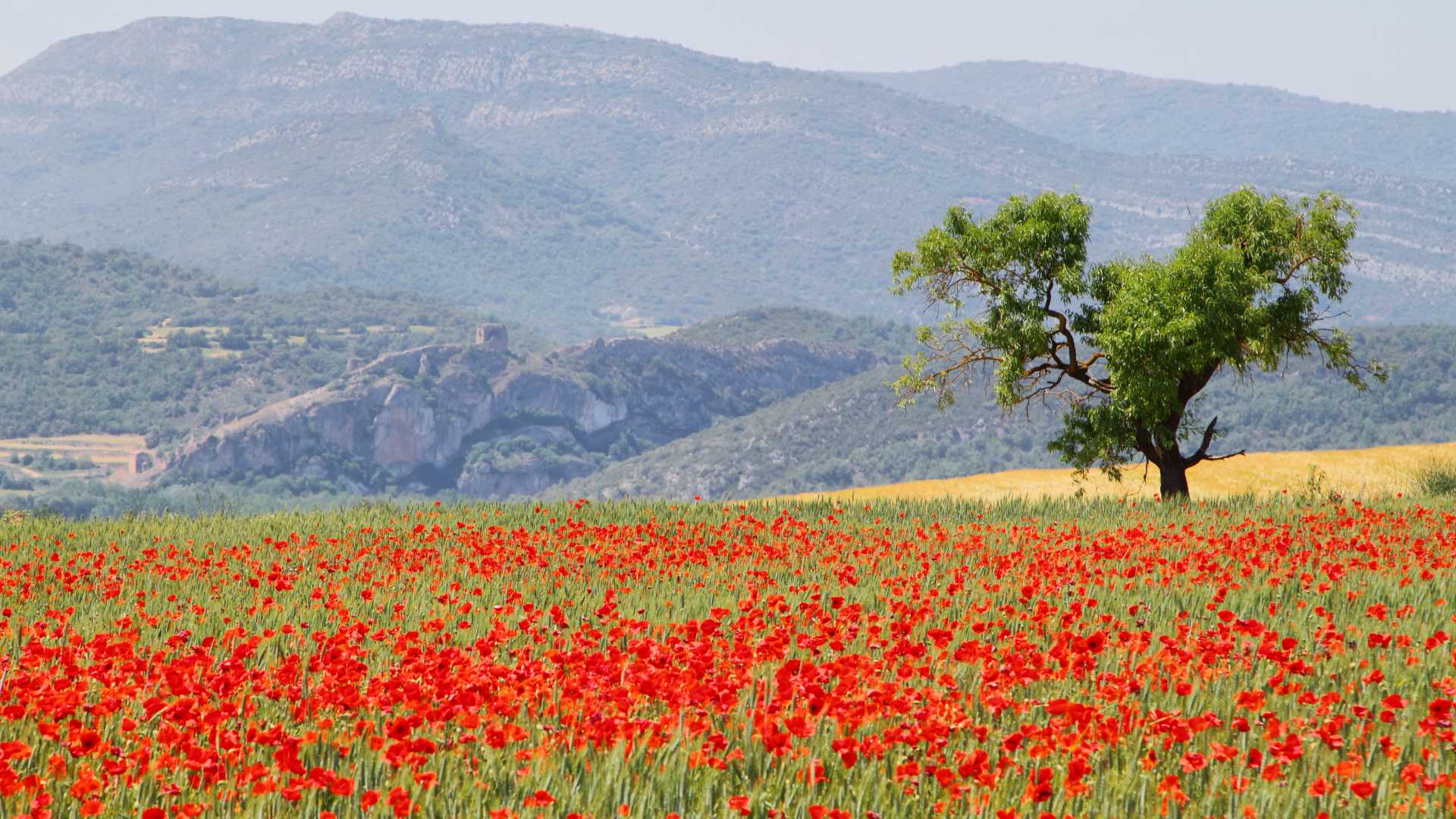Een levendig veld met rode klaprozen met een eenzame amandelboom en een ver kasteel bij Alòs de Balaguer, Catalonië, Spanje.