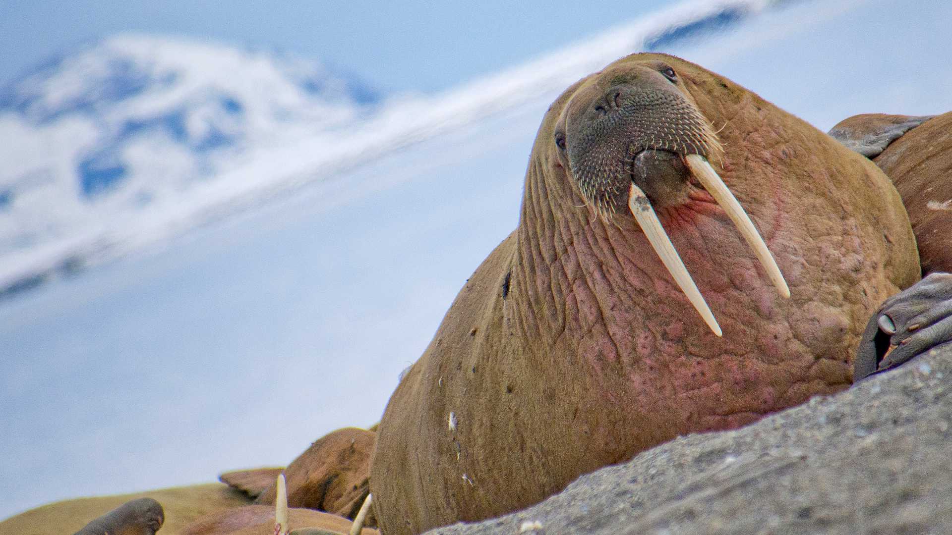 Ein Walross ruht sich auf eisigem Gelände in Svalbard, Norwegen, mit schneebedeckten Bergen im Hintergrund aus.