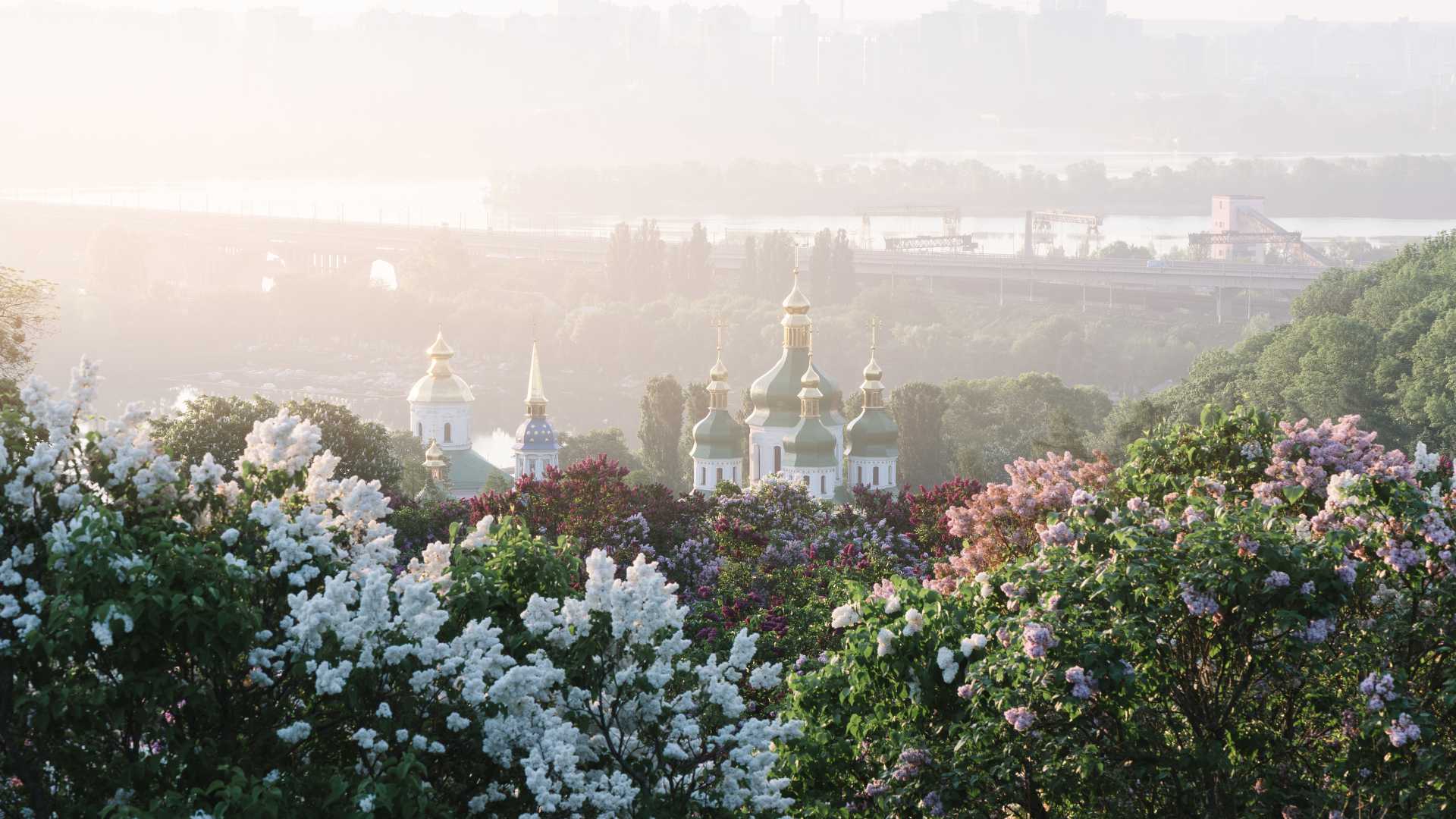 Buissons de lilas en fleurs dans un jardin botanique avec vue sur le monastère de Vydubychi et le fleuve Dniepr.