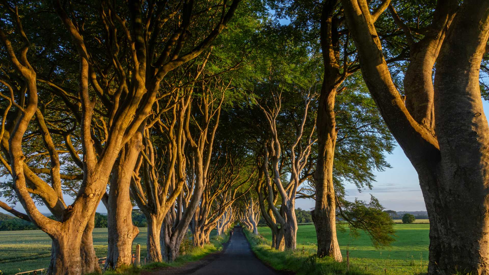 La luce del sole filtra tra i rami delle Dark Hedges nella contea di Antrim, nell'Irlanda del Nord.